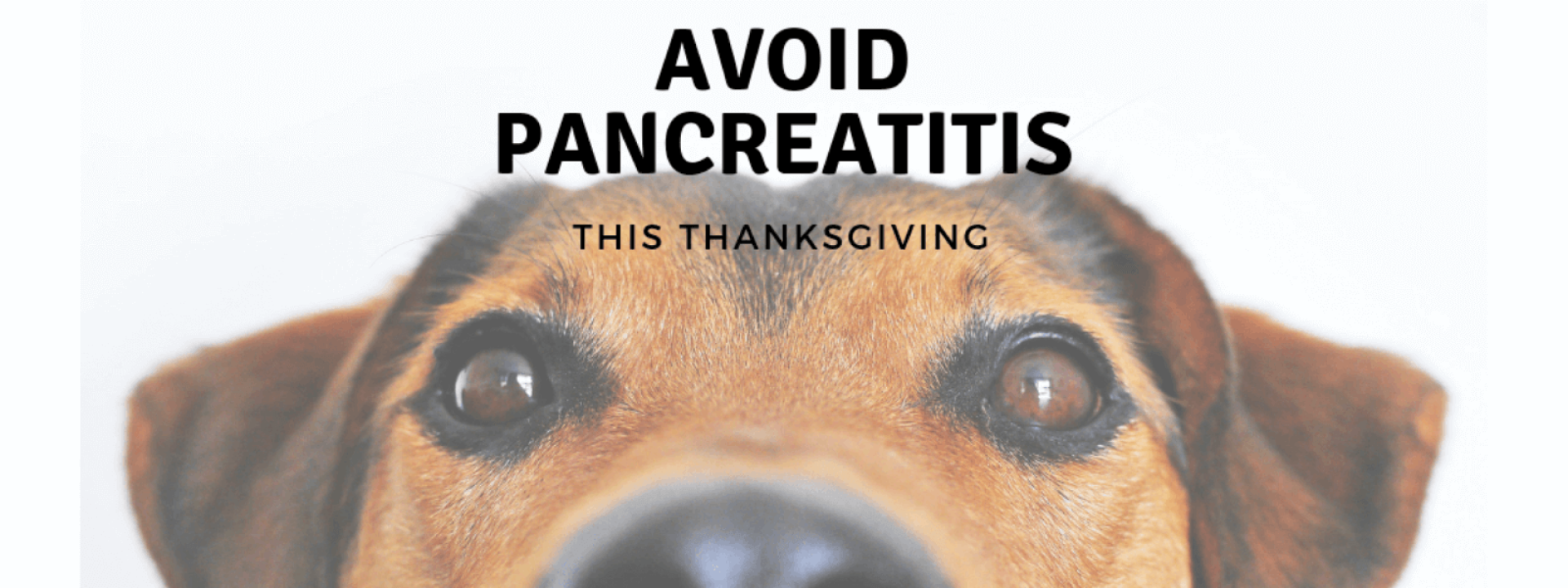 Avoid pet health issues at Thanksgiving