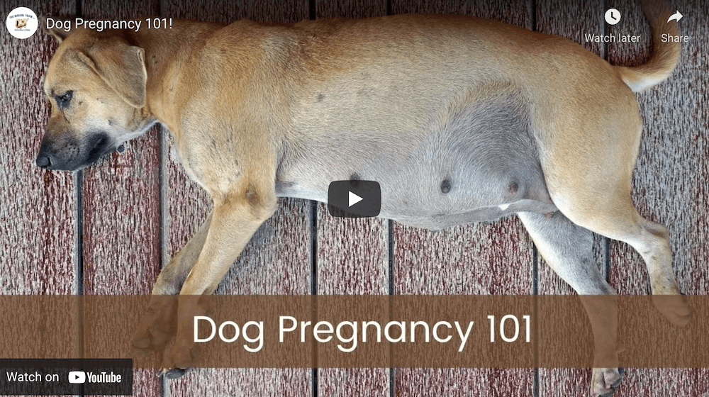 should you let your dog eat the placenta