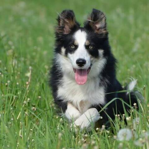 Border collie hot sale dog years