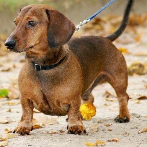 Types of 2024 dachshund puppies