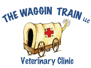 Border Collie  The Waggin' Train Veterinary Clinic