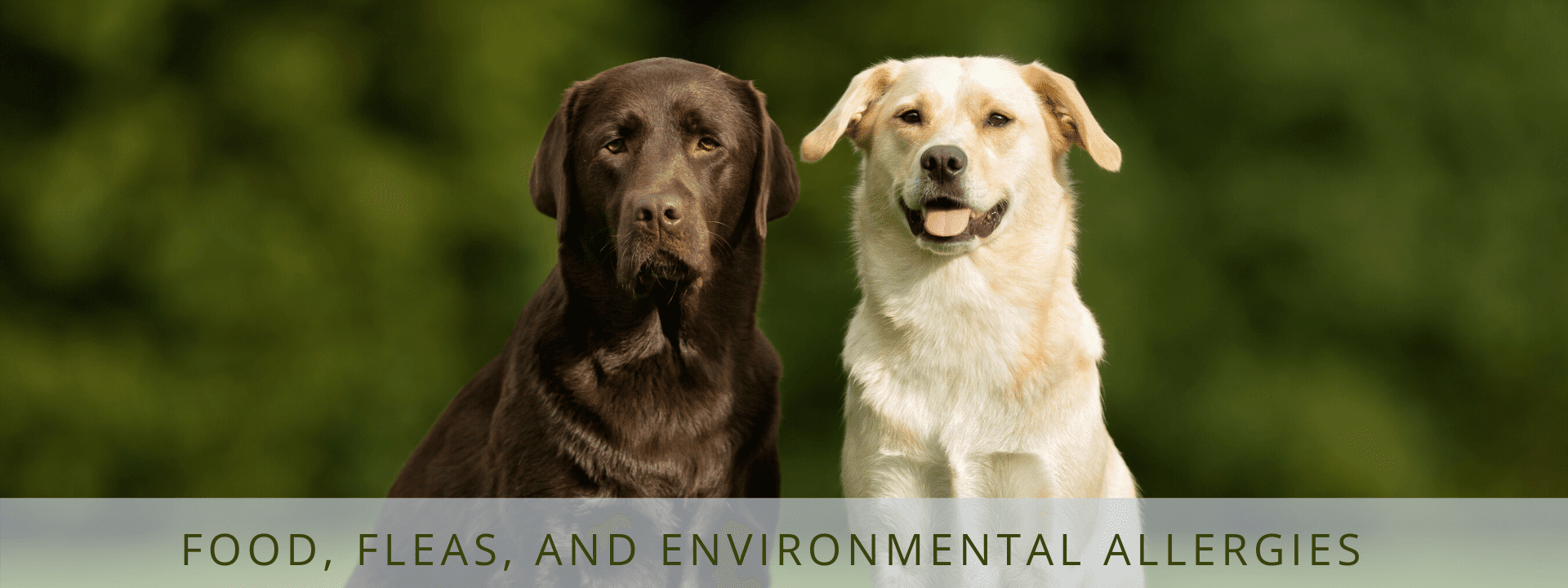 Food, Fleas, and Environmental Allergies