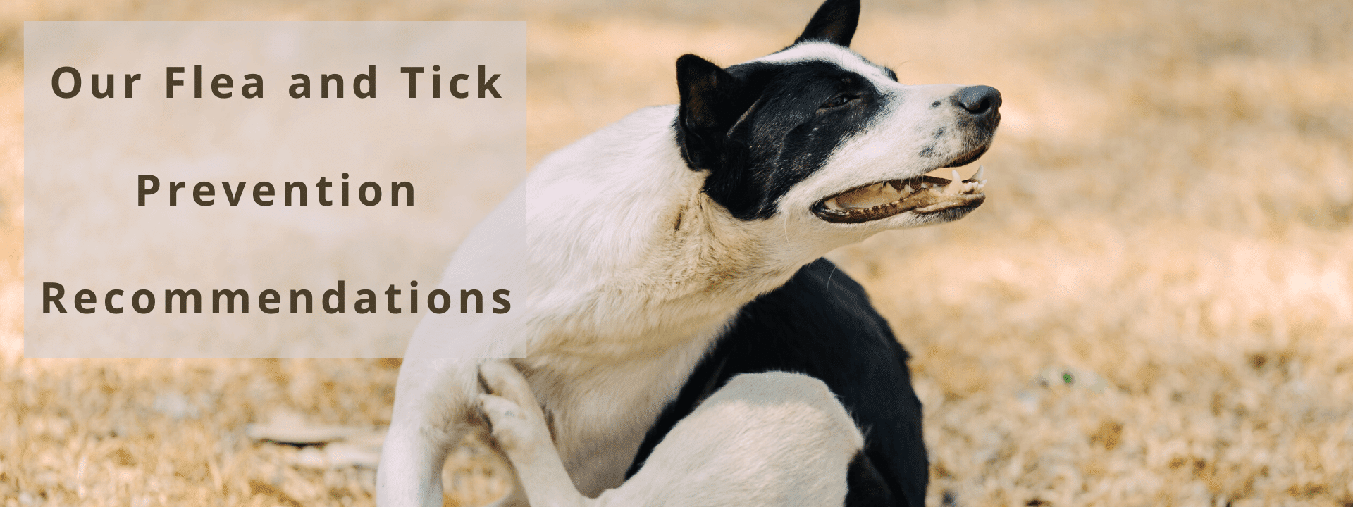 Flea Prevention That Works