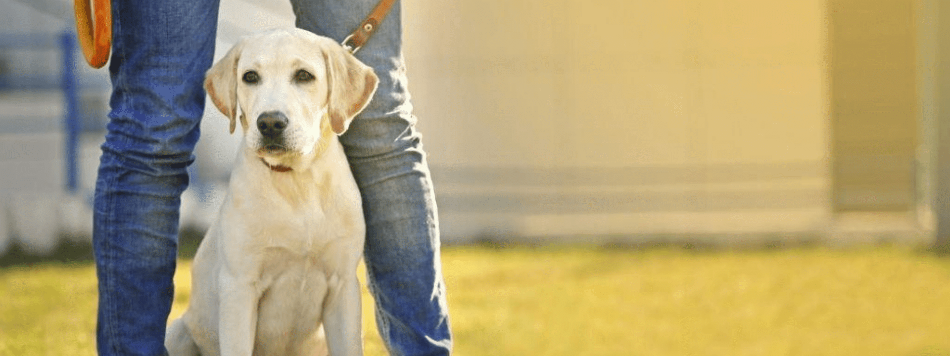 dog-leash